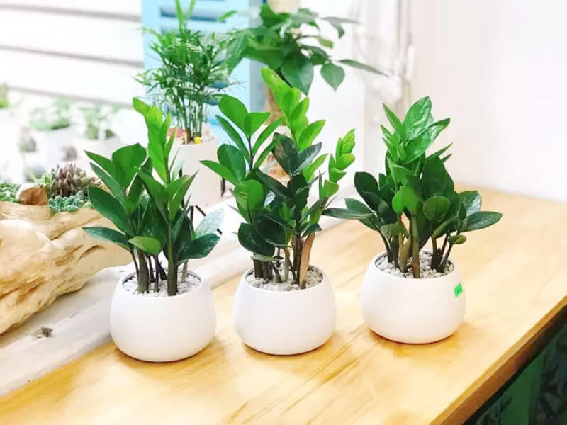 Cây kim tiền để bàn làm việc Cây kim tiền để bàn làm việc