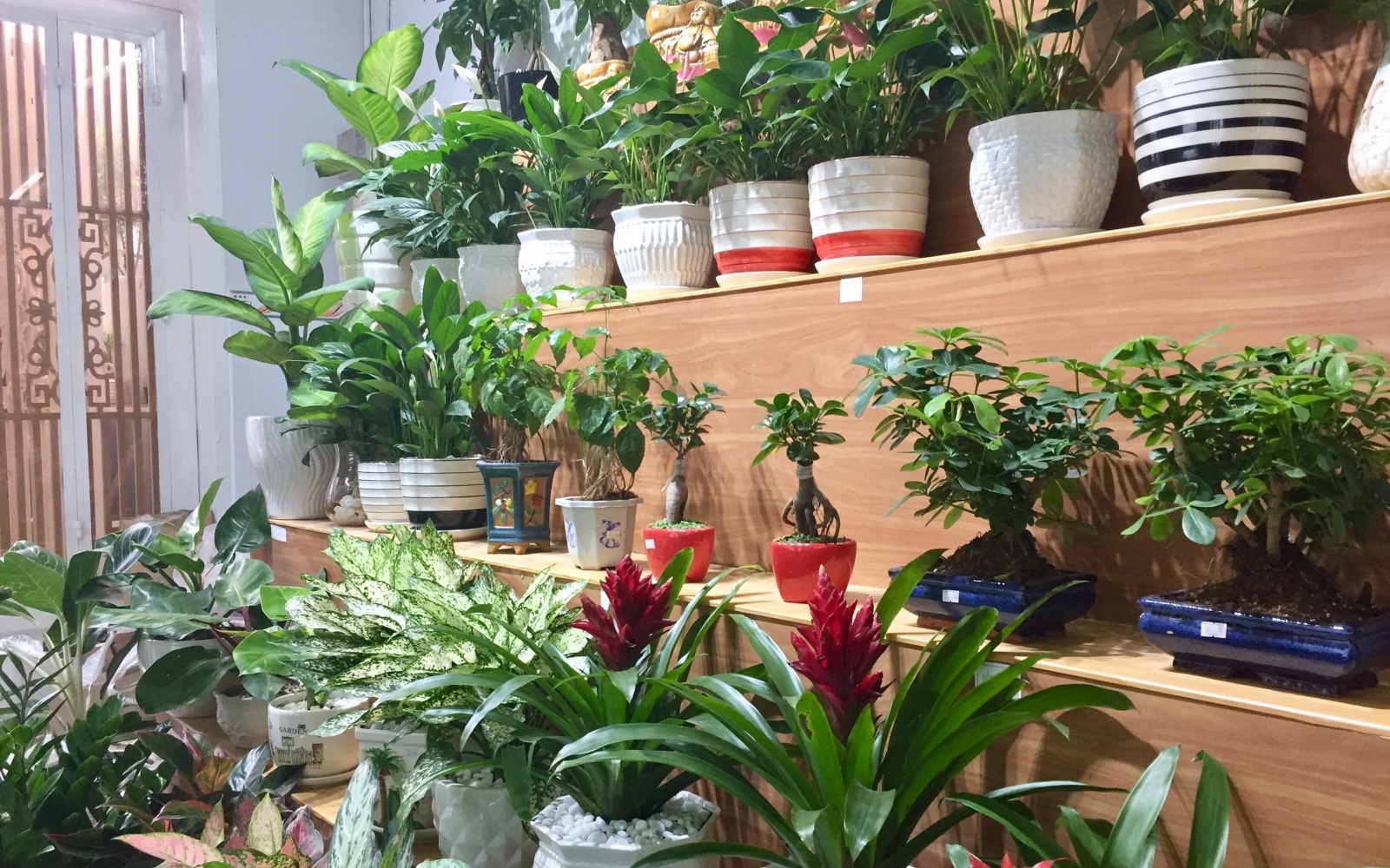 Cây đại tướng quân